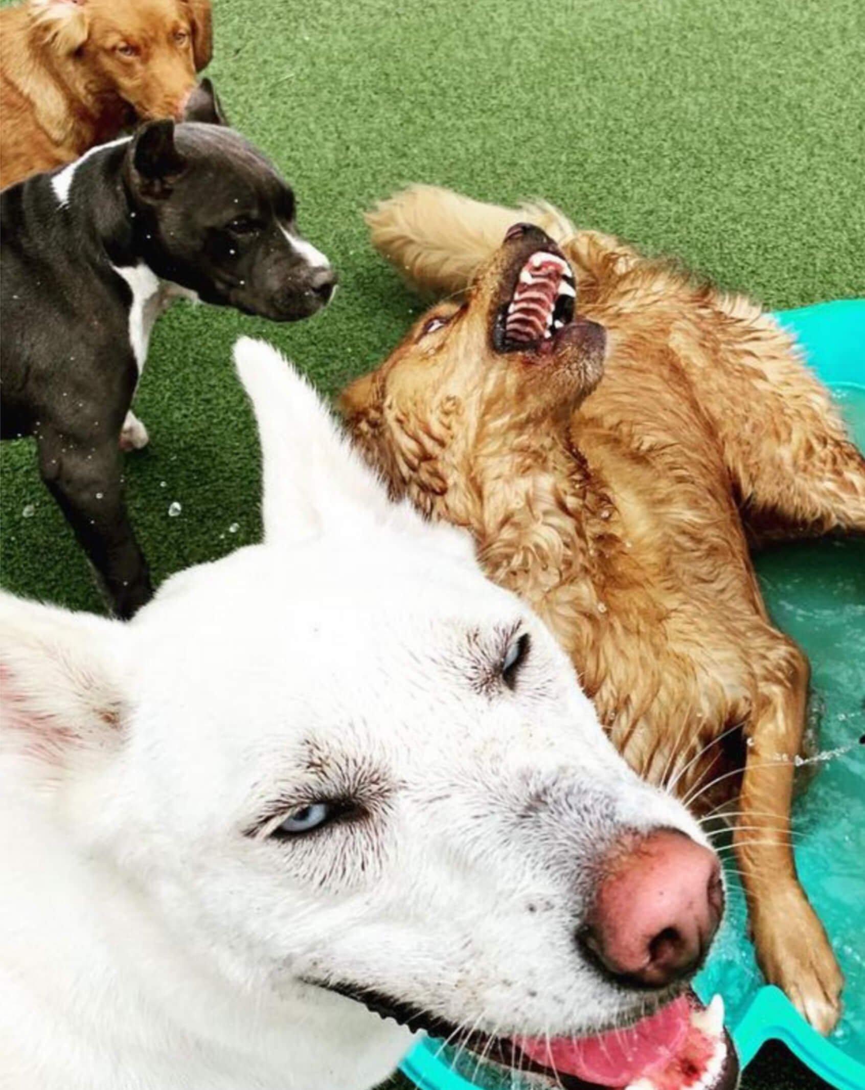 Boarding in Muncie, IN Happy Dogs